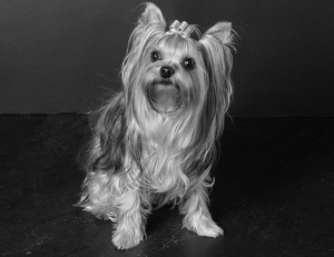 Fundraising Page: Hailey Roberts